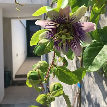 Palazzo Vilei Alojamento de Acomodação e Pequeno-almoço *