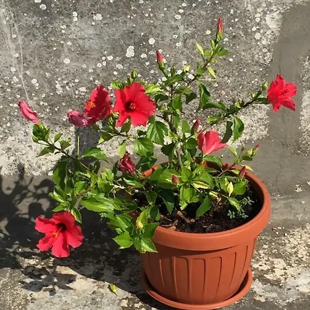 Palazzo Vilei 3* Giurdignano