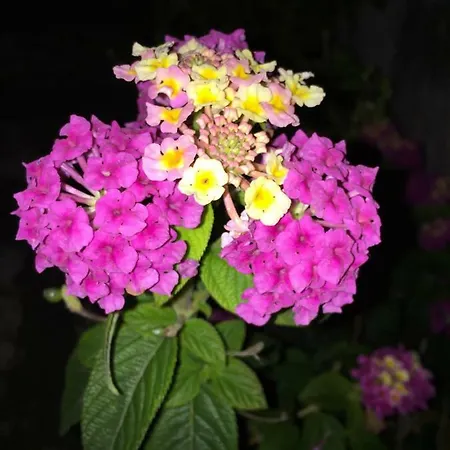 Palazzo Vilei Bed & Breakfast Giurdignano